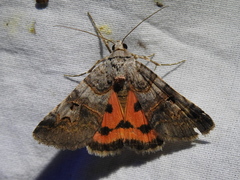 Drasteria ingeniculata