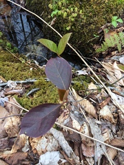 Viburnum cassinoides