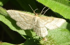 Idaea macilentaria