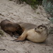 Australasian Sea Lions - Photo (c) Michelle Bartsch, some rights reserved (CC BY-NC-ND)