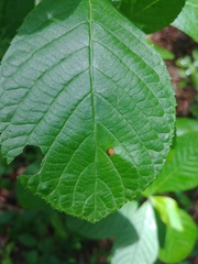 Asteromella clethrae