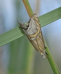 Euchromius bella