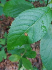 Asteromella clethrae