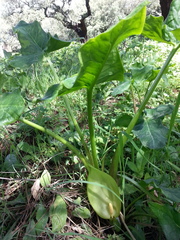 Arum italicum italicum