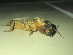 Gryllotalpa gryllotalpa