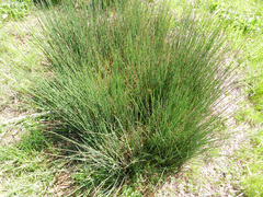 Juncus hesperius