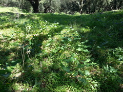 Arum italicum italicum