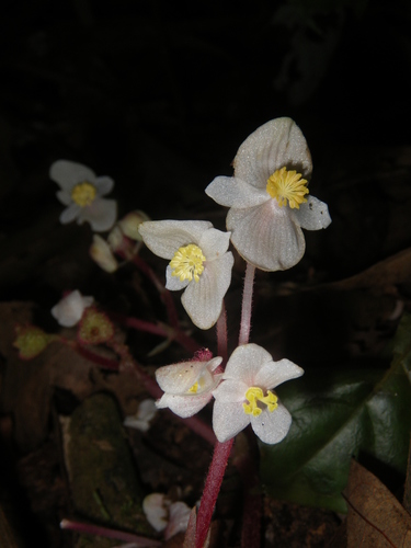 Begonia hahiepiana