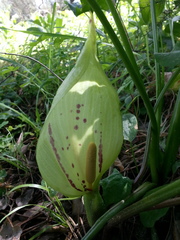 Arum italicum italicum
