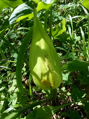 Arum italicum italicum