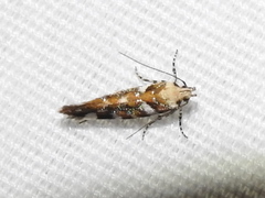 Aristotelia arenella