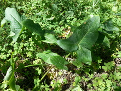 Arum italicum italicum