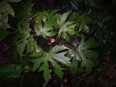 Begonia miranda