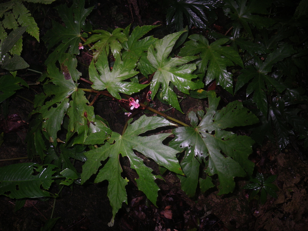 Begonia miranda (Begonia miranda)