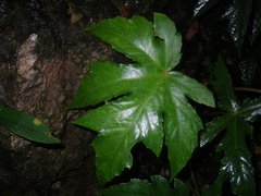 Begonia miranda