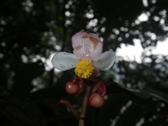 Begonia miranda