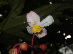 Begonia miranda