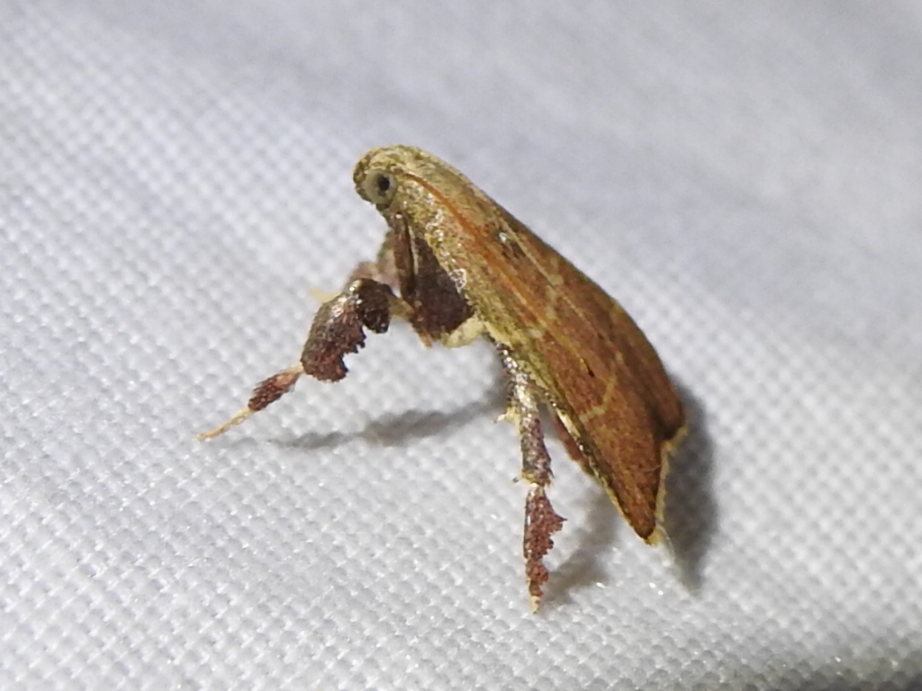 Ochre Parachma Moth