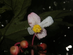 Begonia miranda