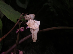 Begonia miranda