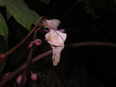 Begonia miranda