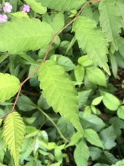 Zelkova