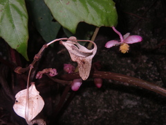 Begonia miranda