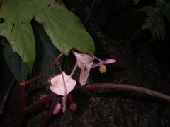 Begonia miranda