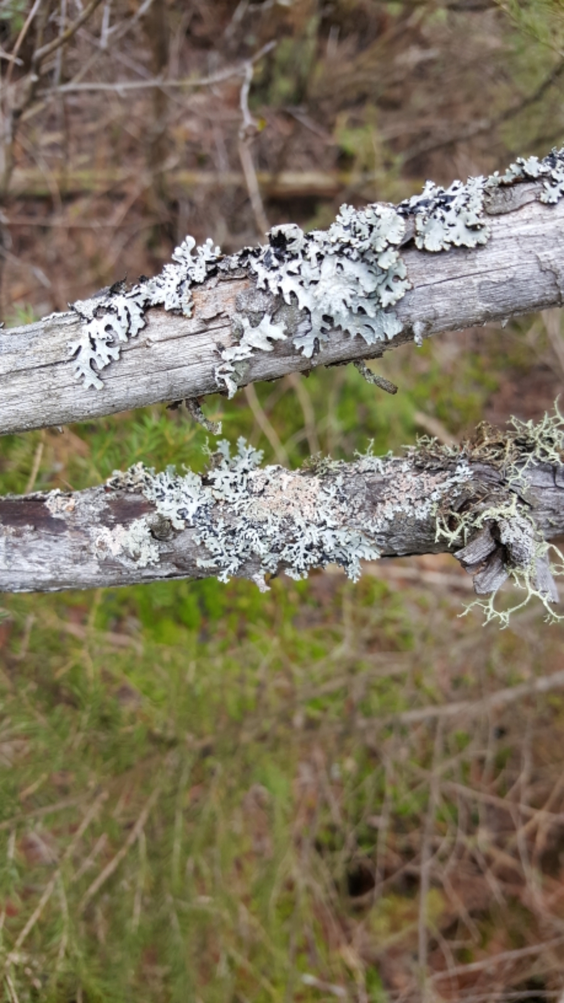 Hypogymnia physodes image