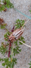 Anoxia australis