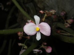 Begonia phuthoensis
