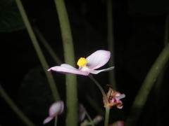 Begonia phuthoensis