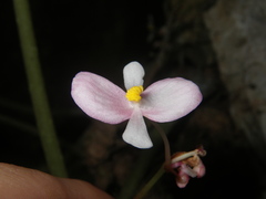 Begonia phuthoensis