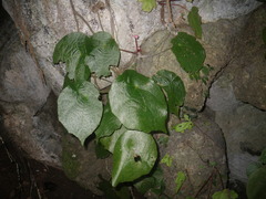 Begonia phuthoensis