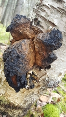 Inonotus obliquus sterilis