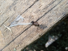 Dysderoidea