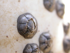 Microeuraphia rhizophorae