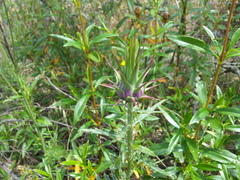 Cynara algarbiensis