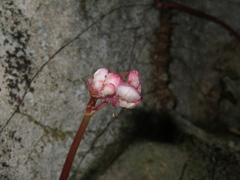 Begonia phuthoensis