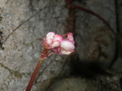 Begonia phuthoensis