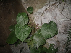 Begonia phuthoensis