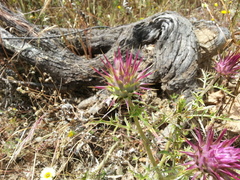 Cynara algarbiensis