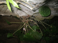 Begonia phuthoensis