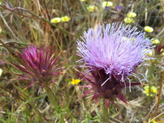 Cynara algarbiensis
