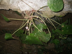 Begonia phuthoensis