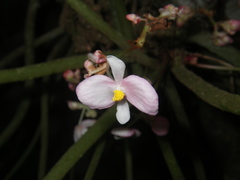 Begonia phuthoensis