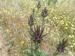 Cynara algarbiensis