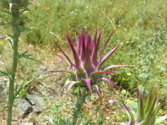 Cynara algarbiensis