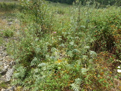 Cynara algarbiensis