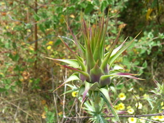 Cynara algarbiensis